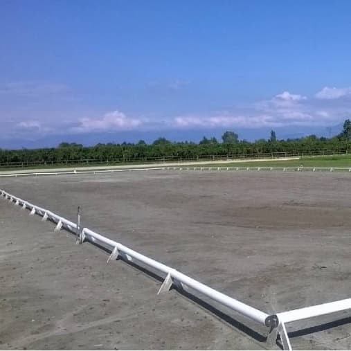 Dressage
